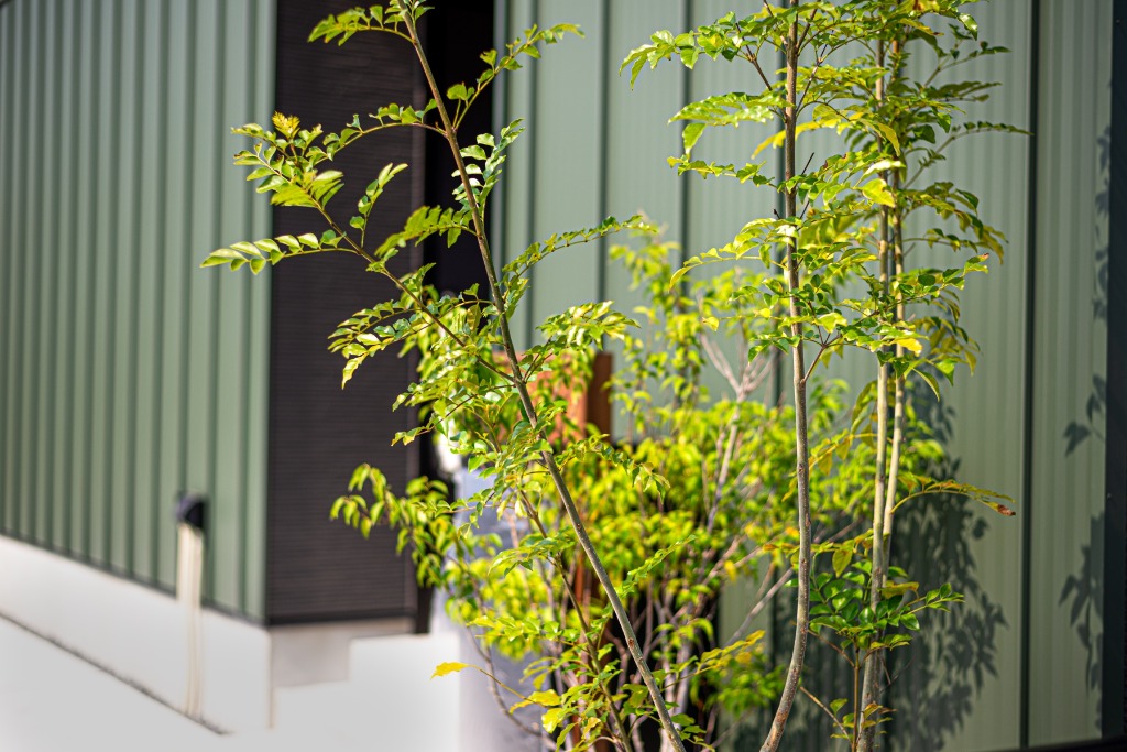 Biophilic Concept